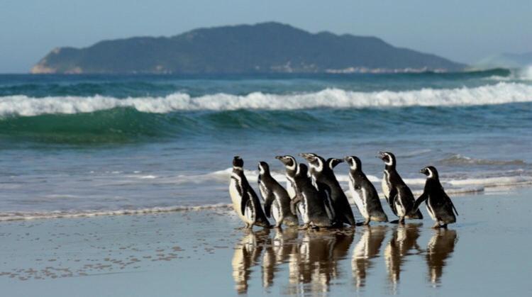 Hostel Mueller Na Praia De Mocambique Florianopolis Bagian luar foto